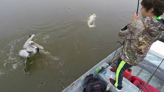 3 man limit of catching redfish in Mrytle Grove Louisiana