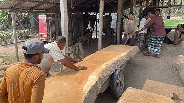 Giant Teak Tree Process for Cutting|| Dangerous Village Skills for Large