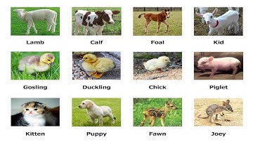 (1.7) Từ vựng tiếng Anh về Các con vật khi còn nhỏ - Từ vựng tiếng Anh theo chủ đề Động vật