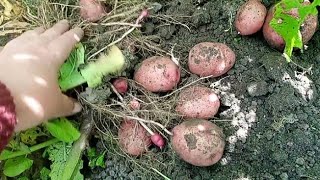 ЧИ БУДЕМО З КАРТОПЛЕЮ.ДИВИМОСЯ РАННІ СОРТИ КАРТОПЛІ 20 червня 2025 р.
