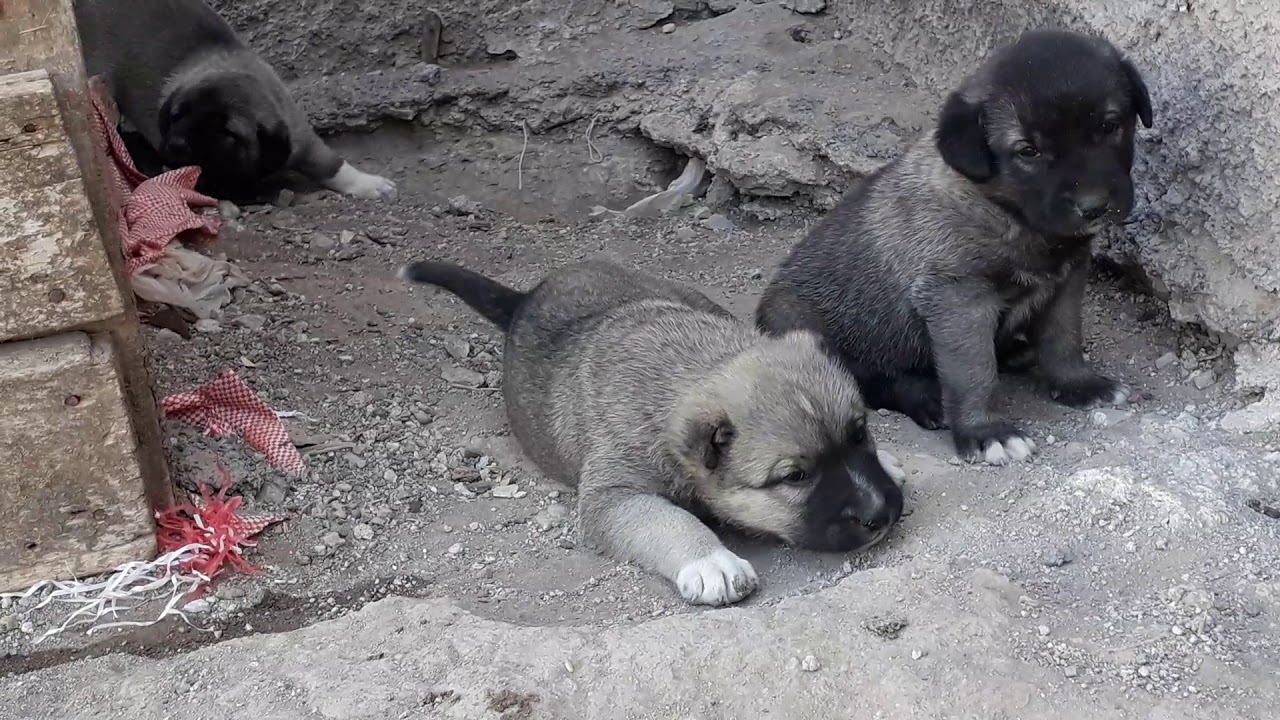 Evcil Hayvan Al Sat 0554 745 52 53 Animals Dogs Evcil Hayvan Al Sat 0554 745 52 53 Animals Dogs