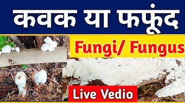 क्या होते है कवक या फफूंद_Fungi/Fungus आइऐ जानिये Live vedio के माध्यम से Fungi_कवक हिन्दी में