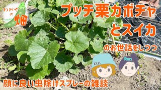 プッチ栗カボチャとスイカのお世話をしつつ、顔に良い虫除けスプレーと雑談