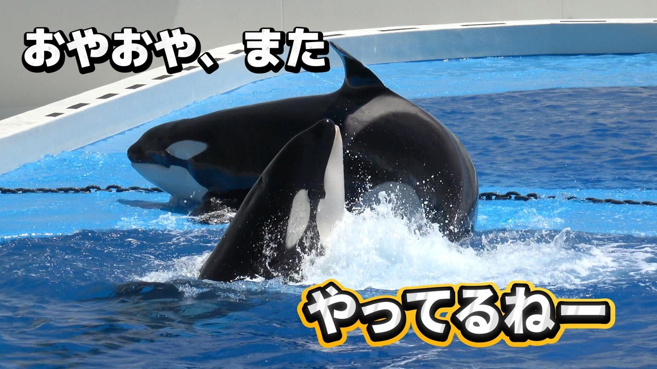 シャチ】また親子でバチバチやってるねー！【須磨シーワールド2026年5