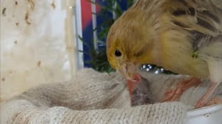 Yellow Agate Topaz Canary Breeding 20240402 by Nissan Tseng 551 views 1 month ago 2 minutes, 29 seconds