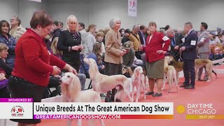 Unique Breeds At The Great American Dog Show this weekend