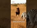 Lion Chases Zebra—Who Wins This Race? #hunting #wildlife #savanna
