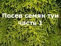 ВАШ УСПЕХ ГАРАНТИРОВАН! Посев семян туи. Часть 1