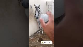 نصيحه لكل مربي خيل 👍🏻 #خيل #السعودية