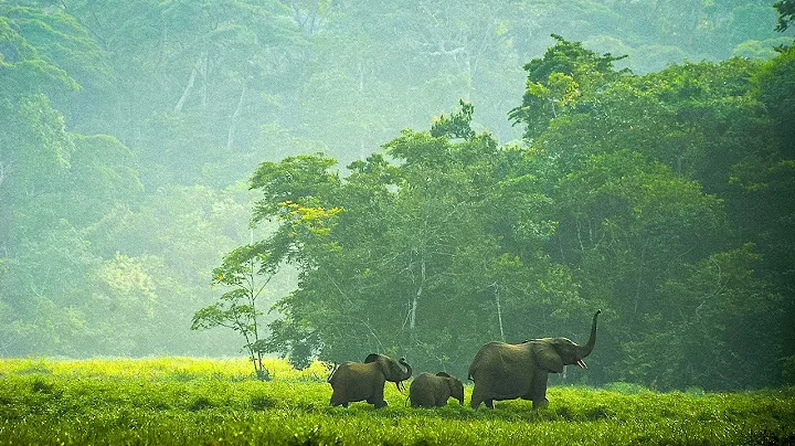 The World's Most Mysterious & Unchartered Rainforests | Our World