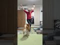 最前列でファンサを受ける柴犬ww 찐팬/Superfan #柴犬 #shorts #강아지 #shibainu