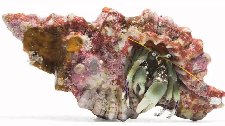 HERMIT CRABS! by Susan Middleton