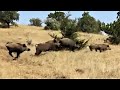 BEST WILD BOAR HUNTS - 4 - EN İYİ DOMUZ AVLARI 4