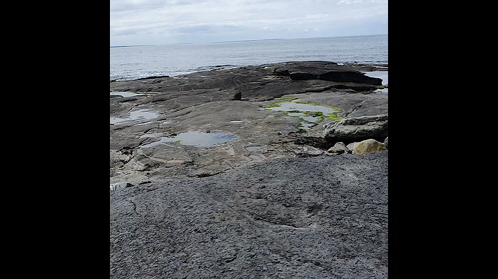 An Lepidodendron (An extinct tree like plant) root imprint. #shorts