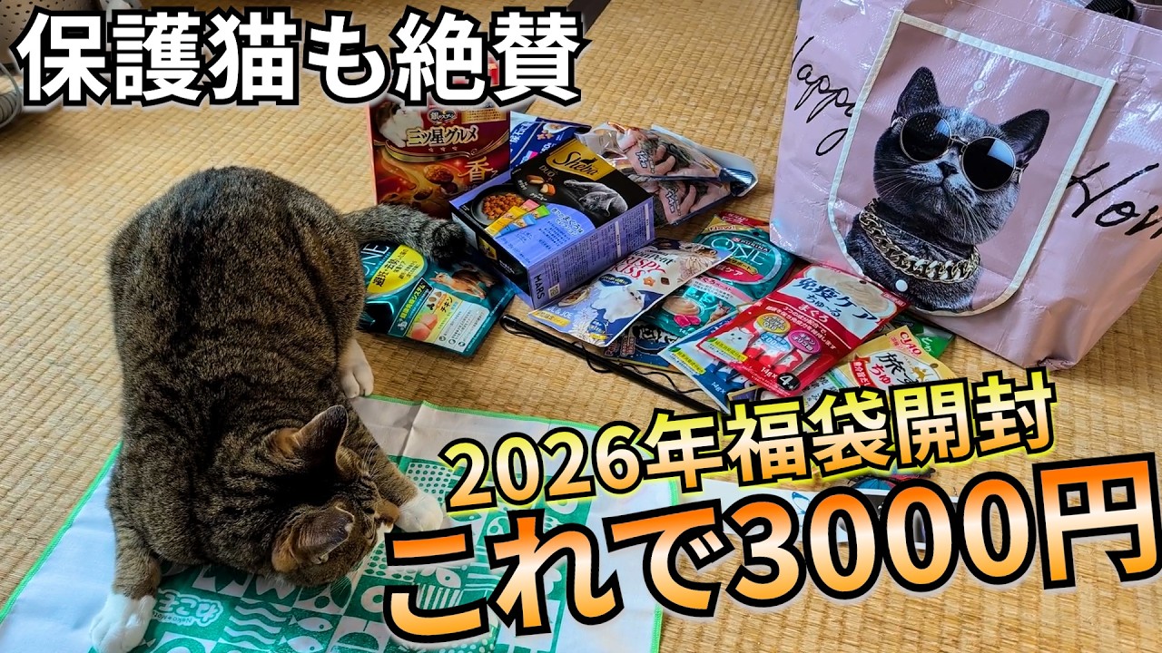 AIと間違われる風呂好き保護猫さんに、2026年ネコ福袋を買ってみたら感動でした