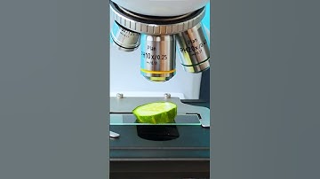 Observing a Cucumber Under the Microscope | TULO - Microscope