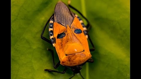 Unbelievable Facts About the Man-faced Stink Bug!  #ManFacedStinkBug #InsectFacts #NatureLovers