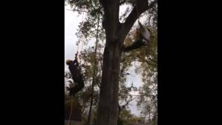 ABC PROFECIONAL TREE SERVICE