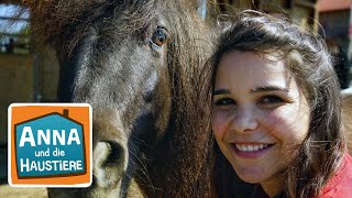 Shetlandpony | Information für Kinder | Anna und die Haustiere