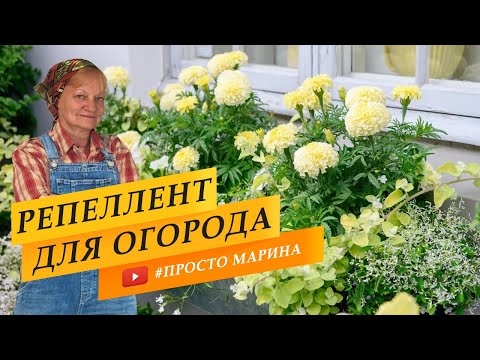 Когда и как сеять бархатцы на рассаду