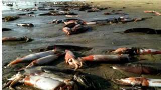 Giant earthquake in california has ocean life confused and washing up
on the beach 9/20/2011