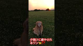 夕日が沈んでいくワン。又明日に夕日見にくるワン。