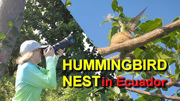 We Found a HUMMINGBIRD NEST With a Beautiful Mother Hummingbird