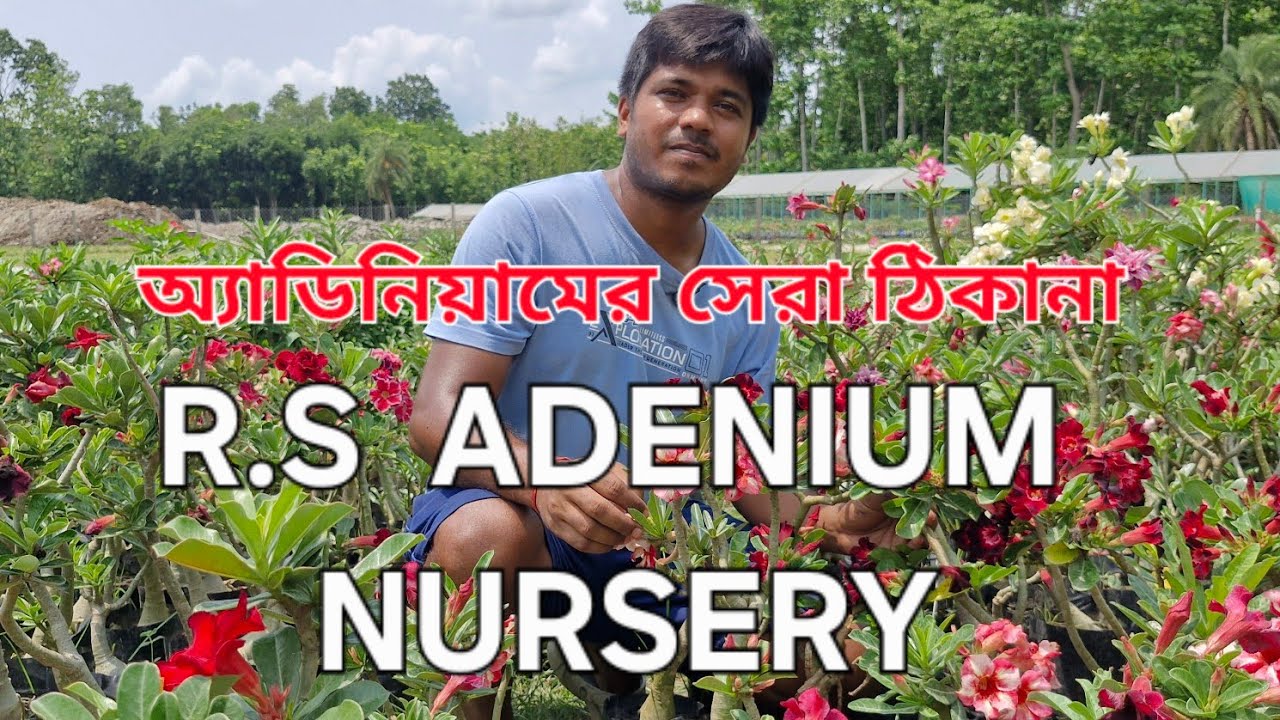 অ্যাডিনিয়ামের জন্য সেরা, RS ADENIUM NURSERY, আপনার মনের মতো চারা এখানে পাবেন, কম দামে 💐🌹❤️