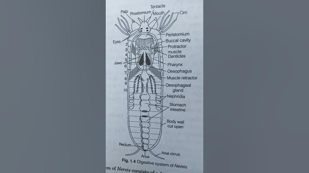 The diagram with digestive system of nereis - YouTube