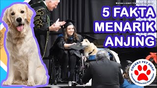 5 FAKTA ANJING YANG WAJIB KAMU TAU!