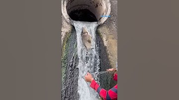 Cá Lớn - Cá Chép Khủng thoát khỏi cống nước 😱 #khacthuyvlogg