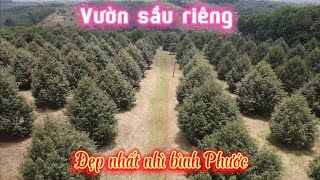 Bán đất vườn sầu riêng 3,5 hecta có 200 thổ cư 405 cây thu mạnh nghĩa bình bù đăng lh 0867048379