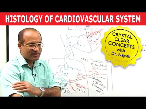 Histology of Cardiovascular System