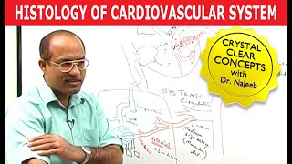 Histology of Cardiovascular System ‍⚕