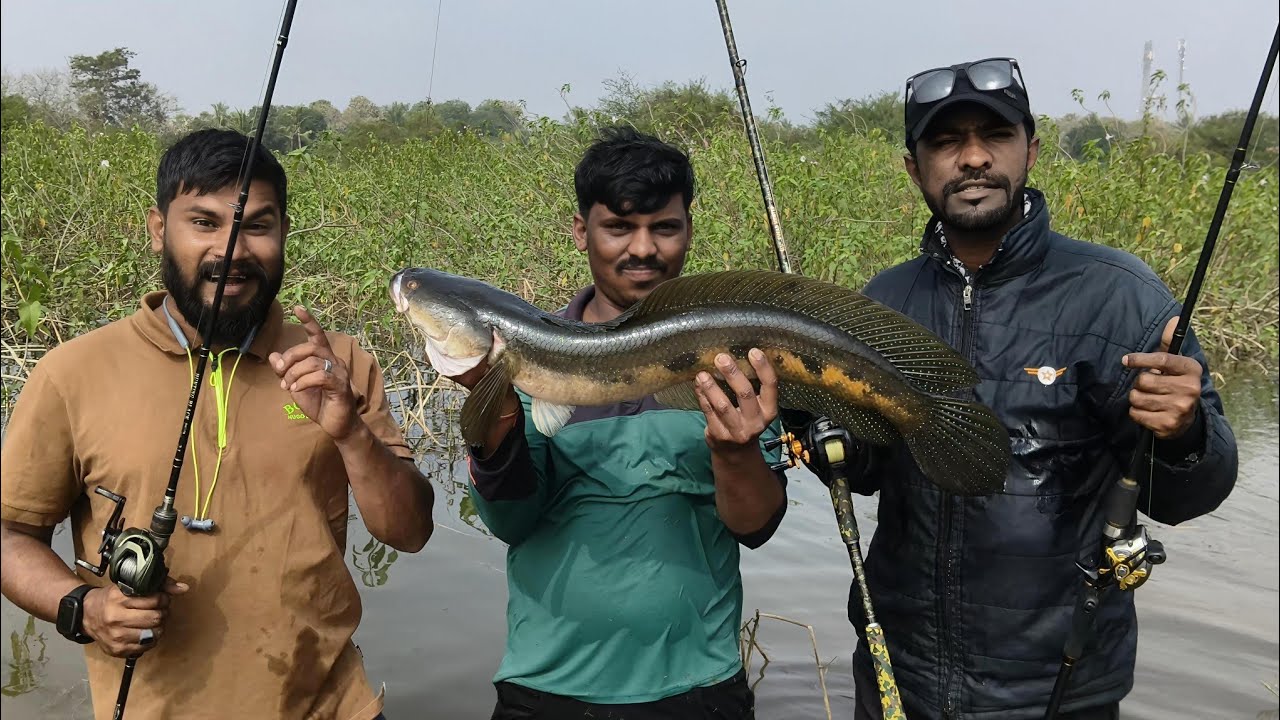 Wasim bhai Hubli snake head# fishing big size snake head angler monster 