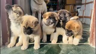 Akita Puppies for Sale in India Best Price Healthy Pure Breed