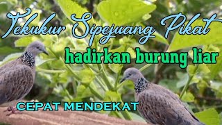 Download Lagu suara pikat burung tekukur, burung tekukur liar mudah mendekat MP3