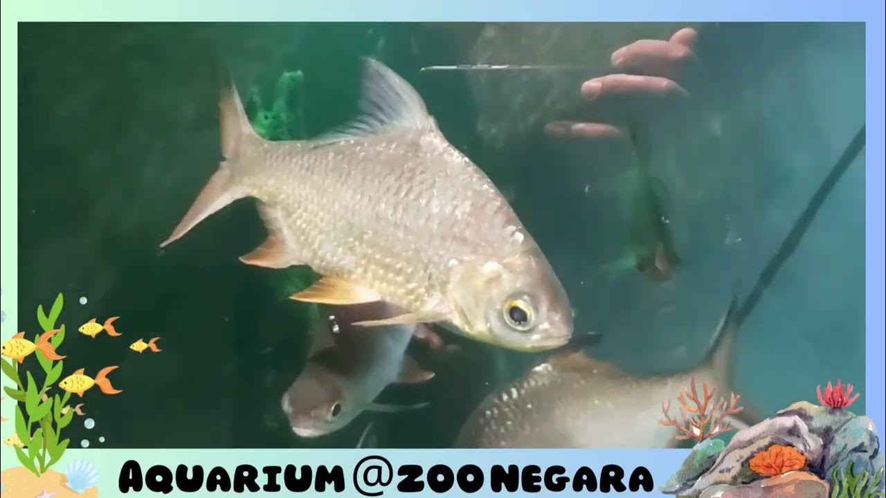 AQUARIUM ZOO NEGARA MALAYSIALhynOfwVlog's YouTube