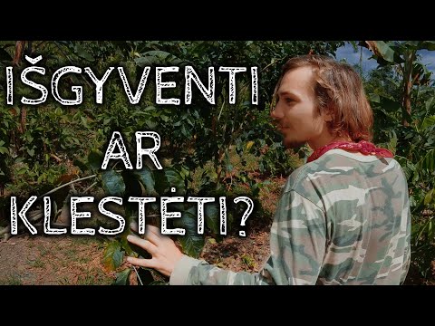 Video: Kaip Išgyventi Miesto Džiunglėse