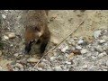 Nasenbären (Coati) in neuer Anlage