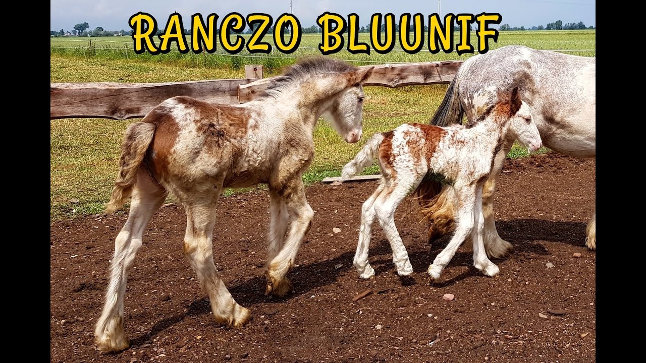 URODZIŁY NAM SIĘ BLIŹNIAKI?!