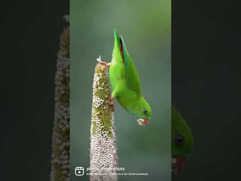 Vernal Hanging Parrot #shorts #wildlife