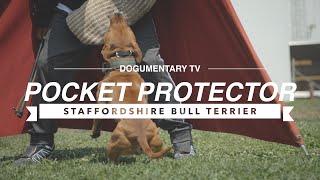 LITTLE DOG BIG PROTECTOR!!! by Dogumentary TV 11,121 views 8 months ago 4 minutes, 51 seconds