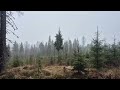 Peaceful Walk in Falling Snow | Forest Ambience❄️