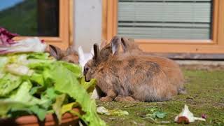 Tiere Füttern Am Mini-Bauernhof -Resort Frühauf