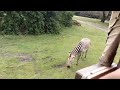Animals Up Close at Disney?! 🦒 Kilimanjaro Safari POV