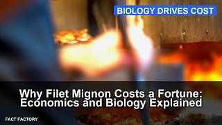 Why Filet Mignon Costs a Fortune: Economics and Biology Explained