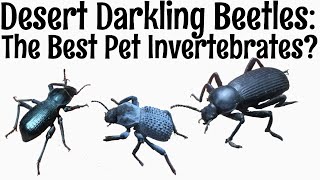 Desert Darkling Beetles, the Best Pet Invertebrates?