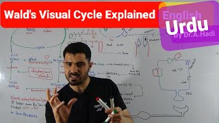 Download lagu L-29 Wald's Visual Cycle rhodopsin role explained in Urdu Hindi