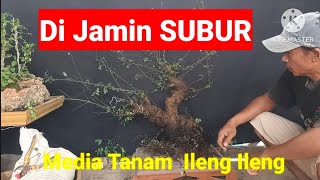 Good Planting Media Bonsai Ileng Ileng